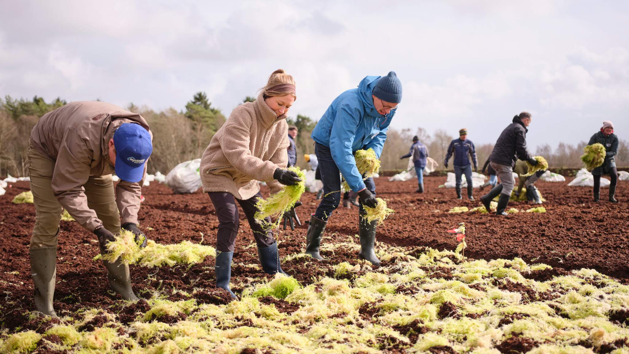 3 % de la surface terrestre est recouverte de tourbi&egrave;res. Elles stockent deux fois plus de carbone que la biomasse de toutes les for&ecirc;ts r&eacute;unies.